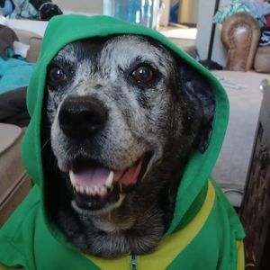 Meet your Posher, Craig